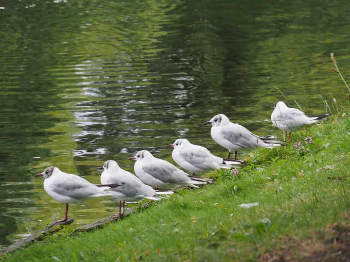 Bremen (Germany)